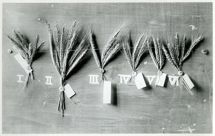 Landsorten – Getreideährensammlung, 1922